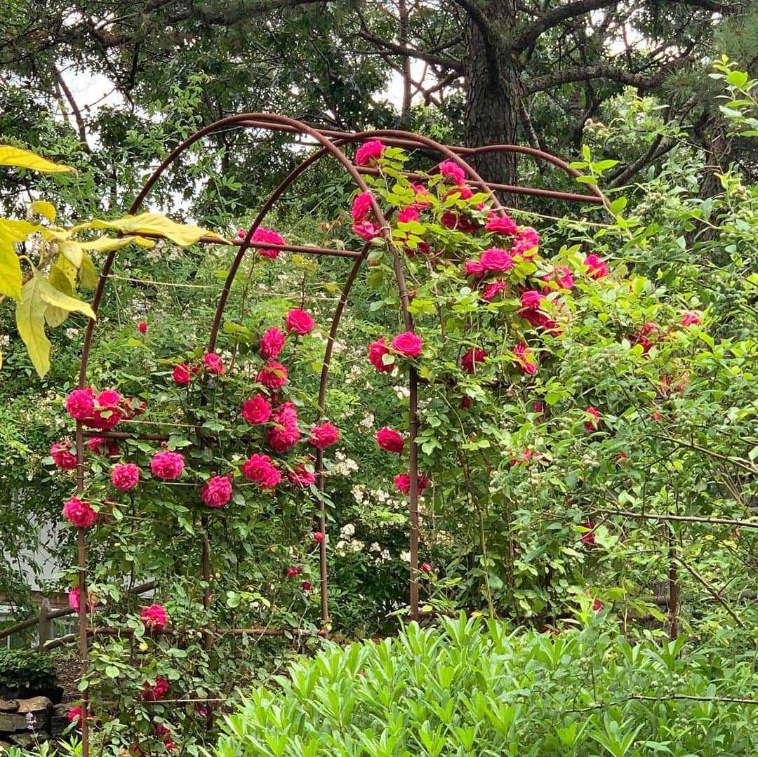 クリスティ・ブリンクリーさんのインスタグラム写真 - (クリスティ・ブリンクリーInstagram)「Happy Rainy First Day of Summer From My Organic Garden! PS it’s sunny and gorgeous now! 🌱🌺🌸🌼 #organic #garden #summer」6月22日 8時12分 - christiebrinkley