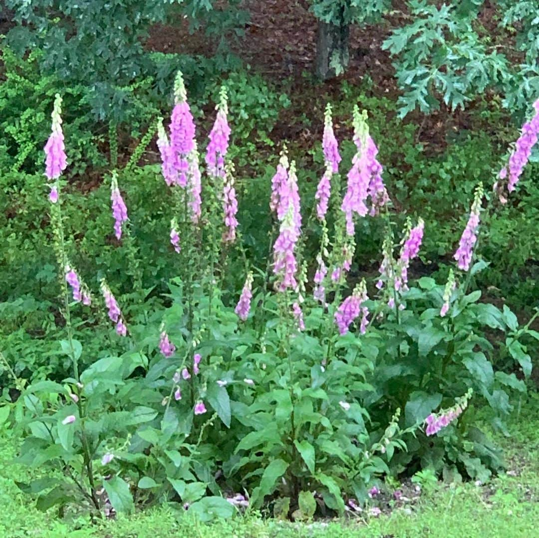 クリスティ・ブリンクリーさんのインスタグラム写真 - (クリスティ・ブリンクリーInstagram)「Happy Rainy First Day of Summer From My Organic Garden! PS it’s sunny and gorgeous now! 🌱🌺🌸🌼 #organic #garden #summer」6月22日 8時12分 - christiebrinkley