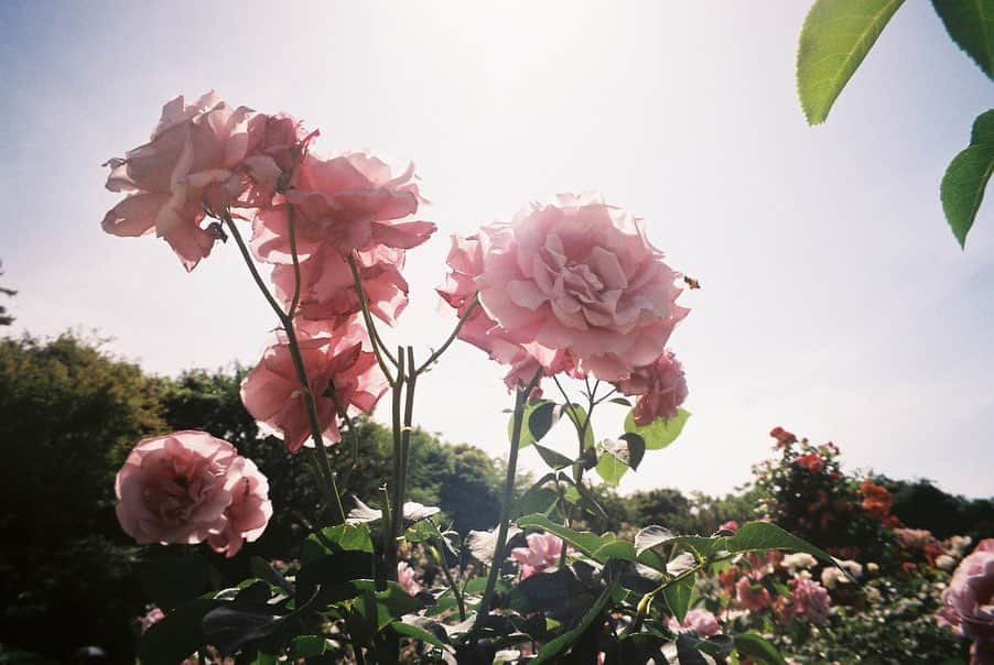 森高愛さんのインスタグラム写真 - (森高愛Instagram)「時期的にもう枯れちゃってるよね、🥀 早いなぁ、（ ; ; ） #film #京成バラ園」6月22日 14時17分 - ai_moritaka_official