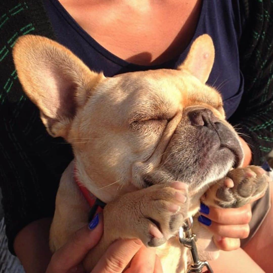 Hamlinさんのインスタグラム写真 - (HamlinInstagram)「My weekend is so bright I can’t even see...or maybe I fell asleep. You choose. .......... #weekendvibes #allsmiles」6月22日 8時53分 - hamlin_the_frenchie