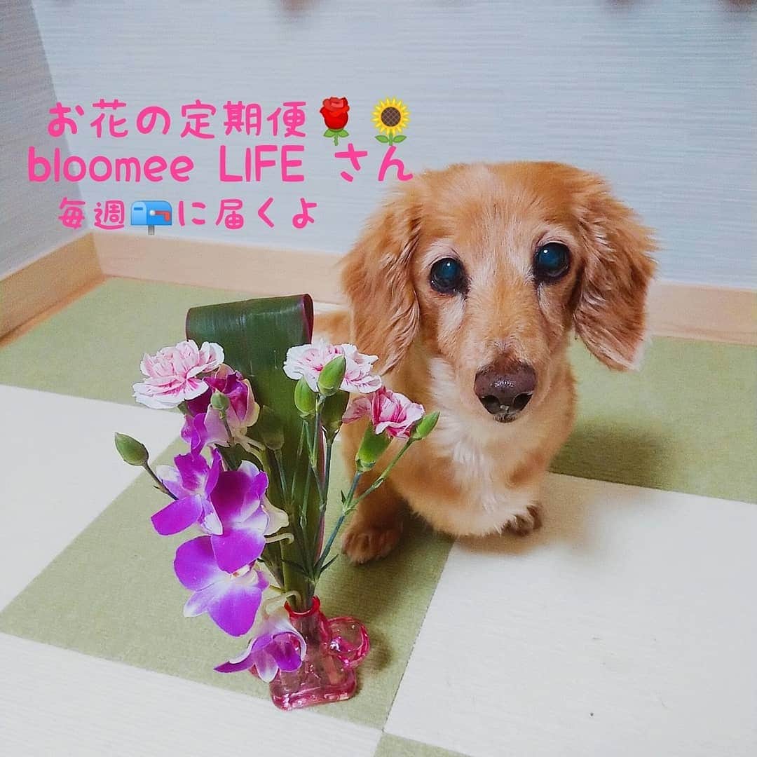 ピックさんのインスタグラム写真 - (ピックInstagram)「今日は、 お花の定期便🌹🌻 、 bloomee LlFEさんの、毎週📪に届くお花の定期便のご紹介を依頼され、 、 ピックと、紹介します❗ 、 今週のお花は、 、 デンファレ スプレーカーネーション ドラセナ 三種類だよ✨ 、 クーポンコード:ROSE 404 有効期限、 2019年 8 月31日😃 、 クーポンコードは、フォロワー様 限定の初回お届け無料クーポンになるよ👍 、 気になった方は @bloomeelife_05  さん覗いてみてね👍 、 #bloomeelife  #お花のある生活 #お花  #お花が好き #お花の定期便  #モニター #アンバサダー #instadog #ilovedog #dogstagram #west_dog_japan #all_dog_japan #todayswanko #inulog #ミニチュアダックス #ミニチュアダックスフンド #イヌスタグラム #いぬすたぐらむ #犬 #だいすき #美容 #ダイエット #いぬドル #かわいい #シニア犬 #14歳 #ピック #モデル犬 #イケワン #わんわん小学校」6月22日 8時46分 - pick09040904