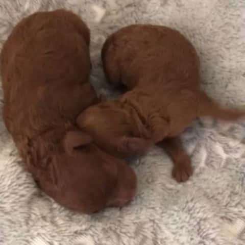 ももちゃん & まろんたんのインスタグラム：「赤ちゃんたち元気です😊💓 生後3日159グラム、119グラムに成長しました！ ・ ・ #dog #dogs #dogstagram #poodle #poodles #poodlelove #poodleclub #toypoodle #toypoodles #toypoodlelove #toypoodleclub #east_dog_japan #all_dog_japan #ig_poodle #poodlesofficial #ふわふわ #ふわもこ部 #トイプードル #トイプードル部 #トイプードル大好き #トイプードル多頭飼い #ティーカッププードル #わんこなしでは生きていけません会 #pecoいぬ部 #joker六本木ヒルズ店 #ひなちゃん #toypoodleofficial #犬のいる暮らし #puppy #パピー」