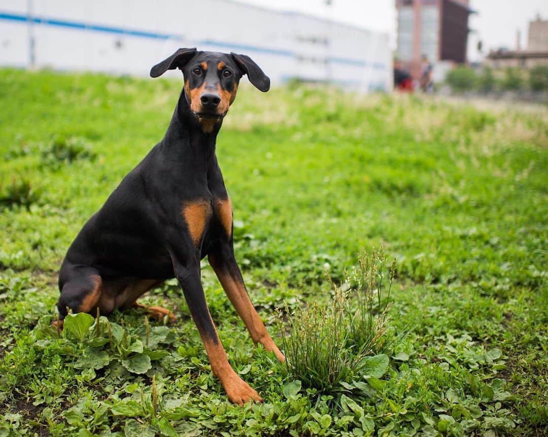 The Dogistさんのインスタグラム写真 - (The DogistInstagram)「Bobby, Doberman Pinscher (2 y/o), Bushwick Inlet Park, Brooklyn, NY • “She’s beautiful but not smart.”」6月22日 8時49分 - thedogist