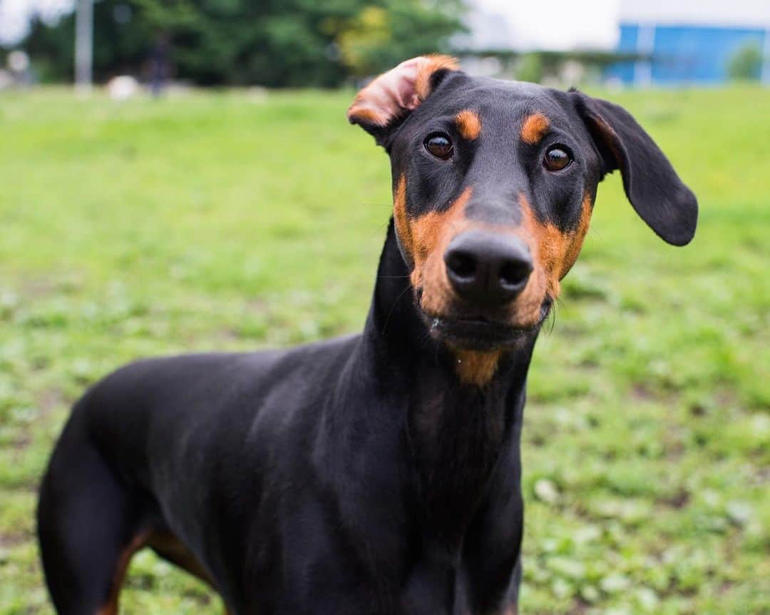 The Dogistさんのインスタグラム写真 - (The DogistInstagram)「Bobby, Doberman Pinscher (2 y/o), Bushwick Inlet Park, Brooklyn, NY • “She’s beautiful but not smart.”」6月22日 8時49分 - thedogist