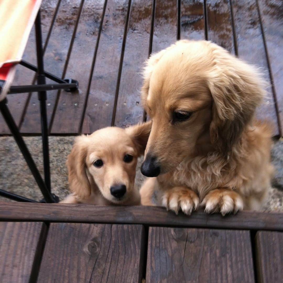 ハッチ＆ニコのインスタグラム：「Puppy Nico (2 months old) and Hatch この写真が今だにiPhone の壁紙です  チビッコ写真を見せっこする親バカのタグ. #saturday_puppyfes  土曜日恒例パピフェスですよ～🐾. . #チビnico #pecoいぬ部 #カメラ嫌い同好会  #犬の生活が第一 #癒しわんこ #dachshund #犬バカ部 #短足部 #ふわもこ部 #tokyocameraclub #東京カメラ部」
