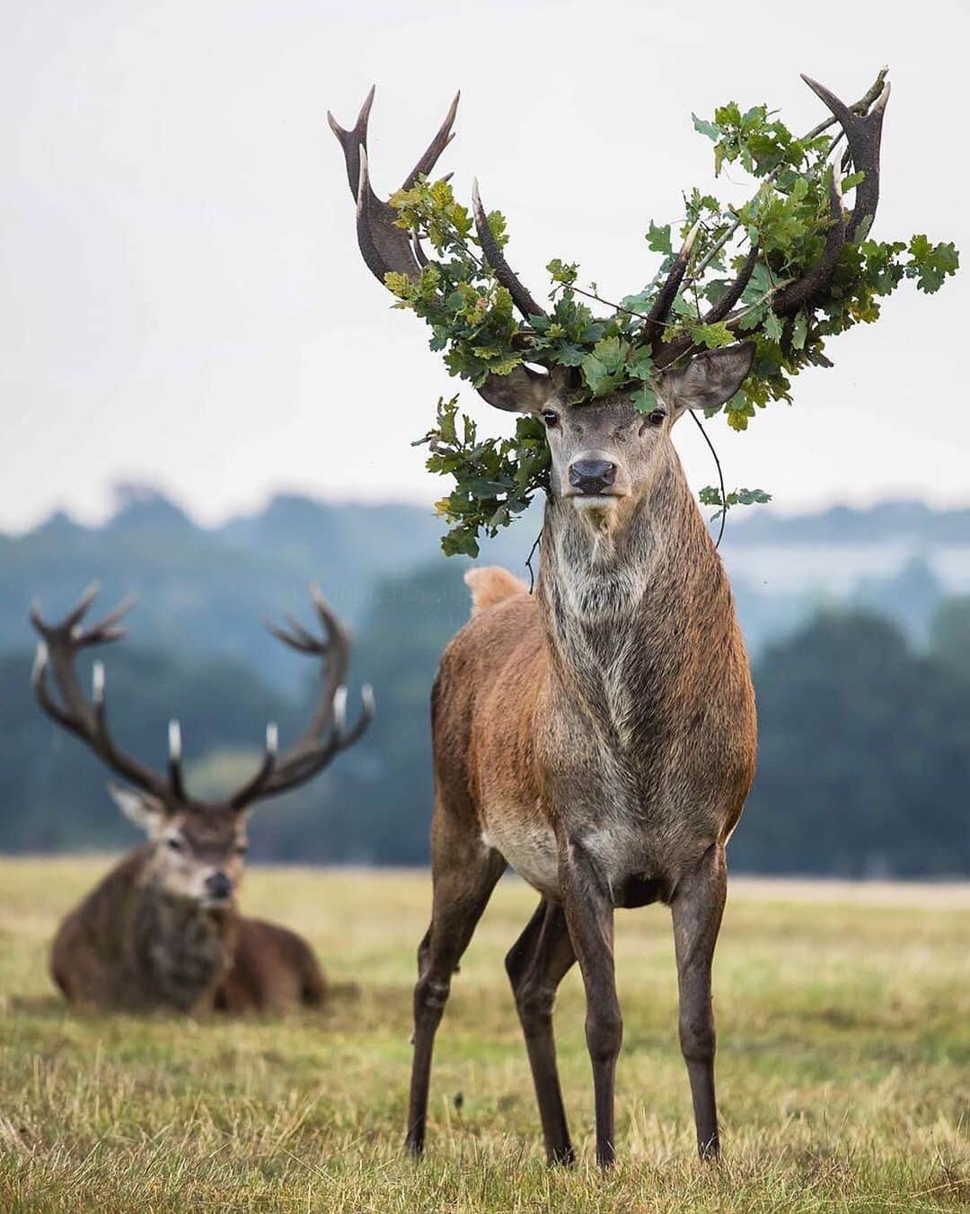 Earth Picsさんのインスタグラム写真 - (Earth PicsInstagram)「The bold and the beautiful 🦌 Photo by @chaitdeshphotography」6月22日 8時56分 - earthpix