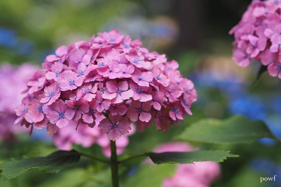 anemone_69のインスタグラム：「. #hydrangea #アジサイ #あじさい #紫陽花 #小平あじさい公園」