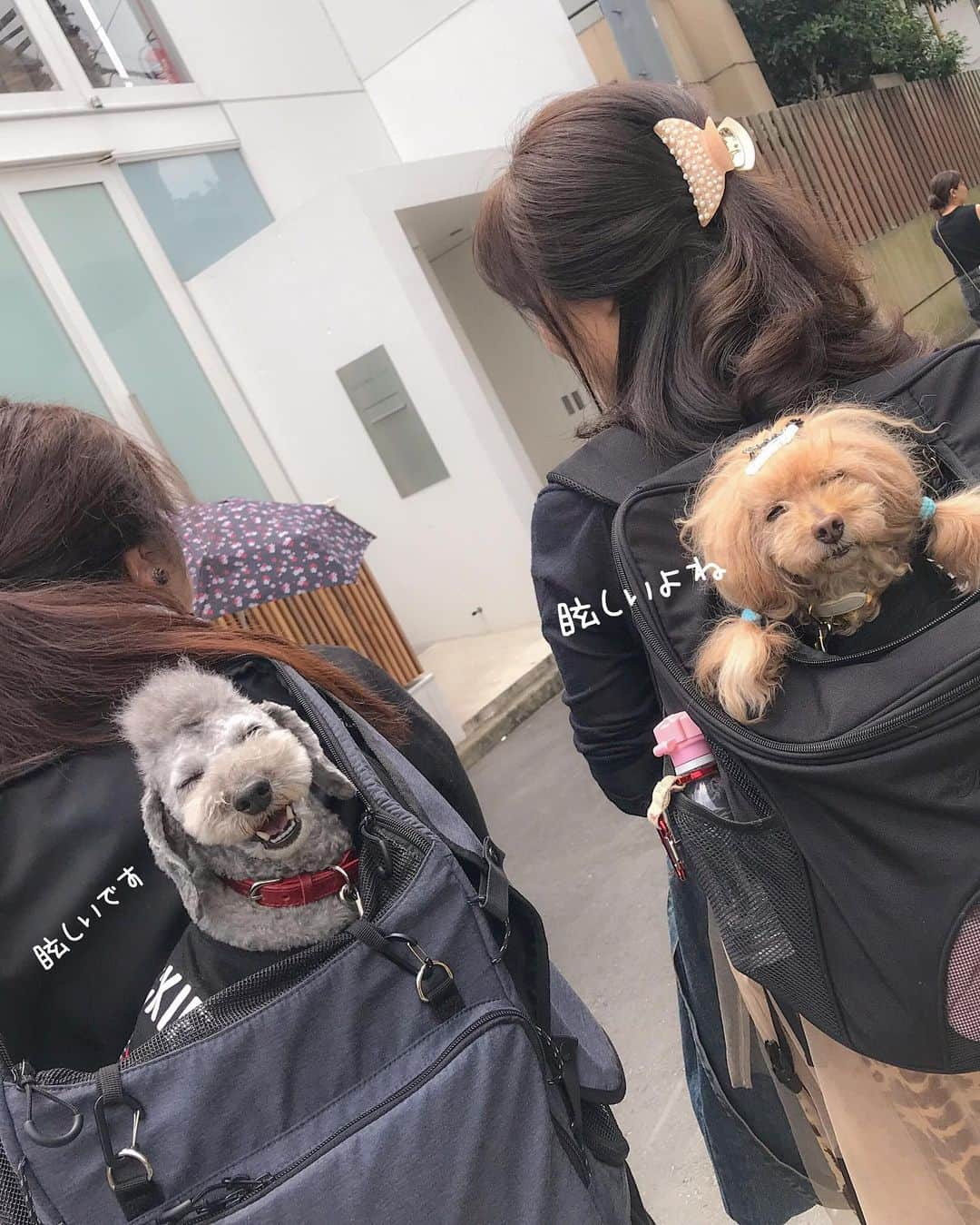 Toypoodle Mikuru?Asakusa Tokyoさんのインスタグラム写真 - (Toypoodle Mikuru?Asakusa TokyoInstagram)「20190619 Wednesday. In snobbish babies Daikanyama. Part2. . アメリカン🇺🇸な仲良しカップル ラフくん✖️みくる ツーショット撮影はスムーズですよの🤣(脚色あり) . ❶ 店内お着替え台 ❷ あら！お似合いよ😍 ❸ 舞台裏 ❹ しれっとな ❺ ラフくん抱っこ @laugh0903  ❻ オニク見つめる目 ❼ 飼主の楽しみ ❽ 番外編 代官山移動スタイル🤣 . 術後初めての電車でのお出かけでした☺️ ランチしたカフェでは爆睡でしたよ。 でも、グリーンドッグでのお買物は張り切ってました💪🏻 大好きなナマニクと納豆ゲットだからね😄 . 代官山は、アズでお買物→グリーンドッグでお買物ができるので便利😆 ラフくん❤️また行こうね🥰 . #snobbishbabies代官山 #第12期ppモデル #第17期ppモデル #」6月22日 9時00分 - purapura299