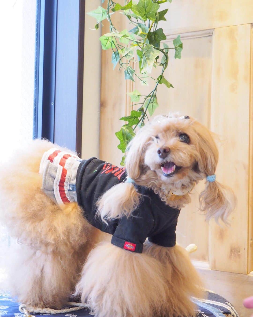 Toypoodle Mikuru?Asakusa Tokyoのインスタグラム：「20190619 Wednesday. In snobbish babies Daikanyama. Part2. . アメリカン🇺🇸な仲良しカップル ラフくん✖️みくる ツーショット撮影はスムーズですよの🤣(脚色あり) . ❶ 店内お着替え台 ❷ あら！お似合いよ😍 ❸ 舞台裏 ❹ しれっとな ❺ ラフくん抱っこ @laugh0903  ❻ オニク見つめる目 ❼ 飼主の楽しみ ❽ 番外編 代官山移動スタイル🤣 . 術後初めての電車でのお出かけでした☺️ ランチしたカフェでは爆睡でしたよ。 でも、グリーンドッグでのお買物は張り切ってました💪🏻 大好きなナマニクと納豆ゲットだからね😄 . 代官山は、アズでお買物→グリーンドッグでお買物ができるので便利😆 ラフくん❤️また行こうね🥰 . #snobbishbabies代官山 #第12期ppモデル #第17期ppモデル #」