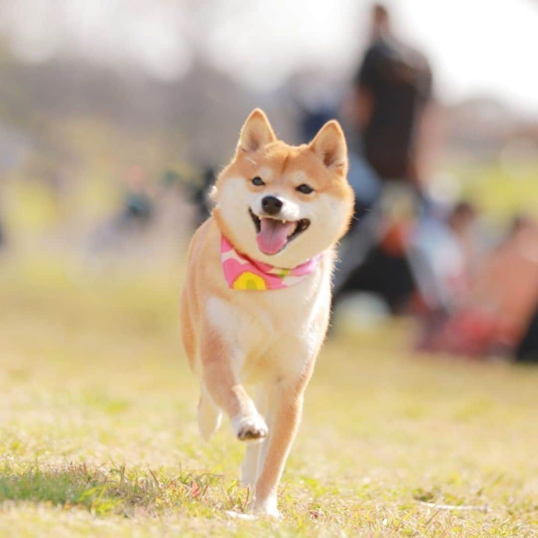 豆柴にこちゃんさんのインスタグラム写真 - (豆柴にこちゃんInstagram)「🐶入院12日目 おはよー 走るにこちゃん特集。 全部リリちゃんママ @lily0316am が撮ってくれた写真😊 . 走ってる写真撮るの難しいのに きれいに撮ってくれたよ❣️ . 早くまたこの姿が見たい✨ . ラストはワンプロ中の鈴カステラーズ。 右の目潰ししてる方がにこです💦 . #柴犬#豆柴#pecoいぬ部#犬#わんこ#犬#ここ柴部#shibainu#dog#mameshiba#pecotv#dog#いぬのきもち部#しばいぬ#しばけん#こいぬ#シバイヌ#いぬ#イヌ#赤柴#マメシバ#ペット#日本犬#子犬#puppy#doggo#pet」6月22日 9時19分 - nikochan.mame48