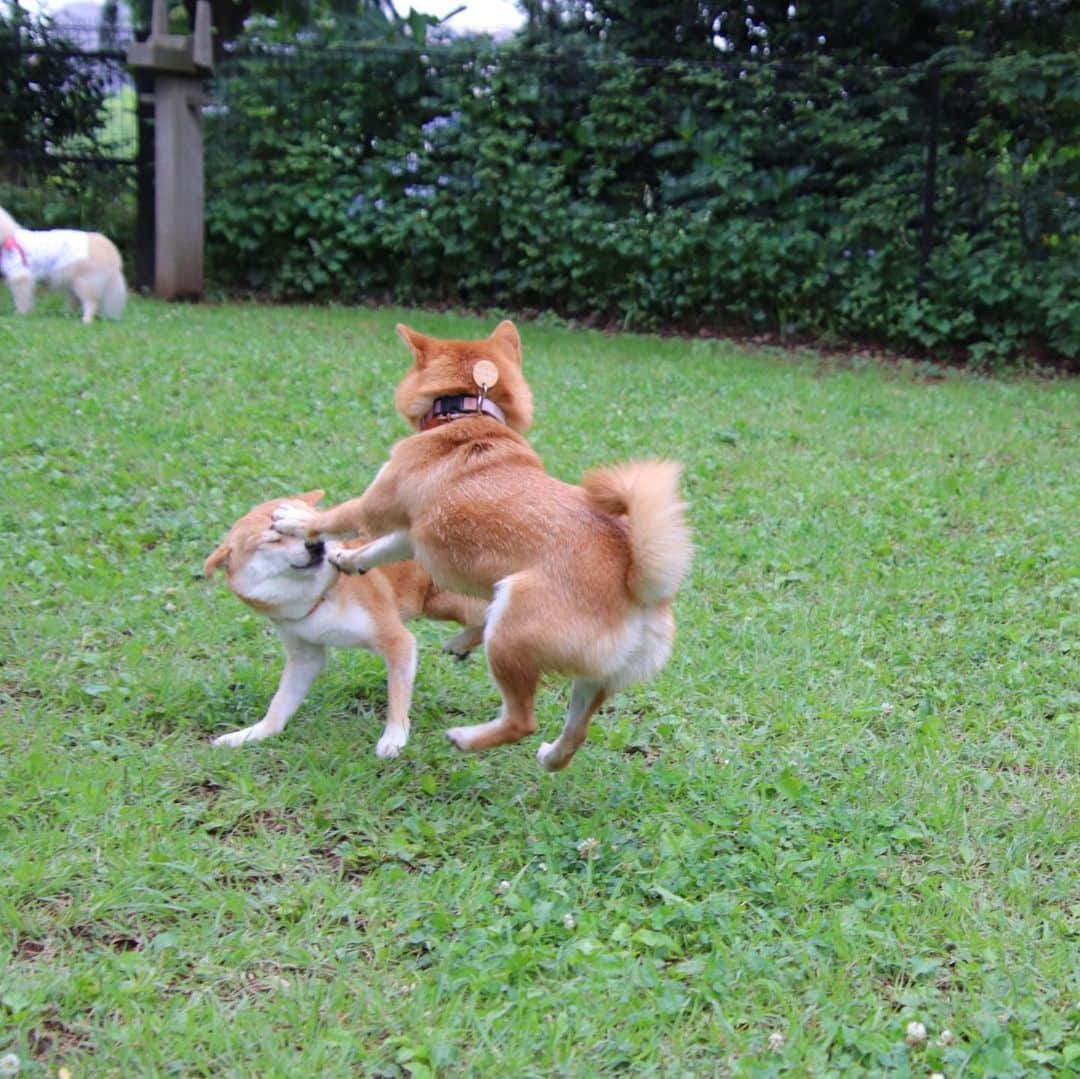 豆柴にこちゃんさんのインスタグラム写真 - (豆柴にこちゃんInstagram)「🐶入院12日目 おはよー 走るにこちゃん特集。 全部リリちゃんママ @lily0316am が撮ってくれた写真😊 . 走ってる写真撮るの難しいのに きれいに撮ってくれたよ❣️ . 早くまたこの姿が見たい✨ . ラストはワンプロ中の鈴カステラーズ。 右の目潰ししてる方がにこです💦 . #柴犬#豆柴#pecoいぬ部#犬#わんこ#犬#ここ柴部#shibainu#dog#mameshiba#pecotv#dog#いぬのきもち部#しばいぬ#しばけん#こいぬ#シバイヌ#いぬ#イヌ#赤柴#マメシバ#ペット#日本犬#子犬#puppy#doggo#pet」6月22日 9時19分 - nikochan.mame48