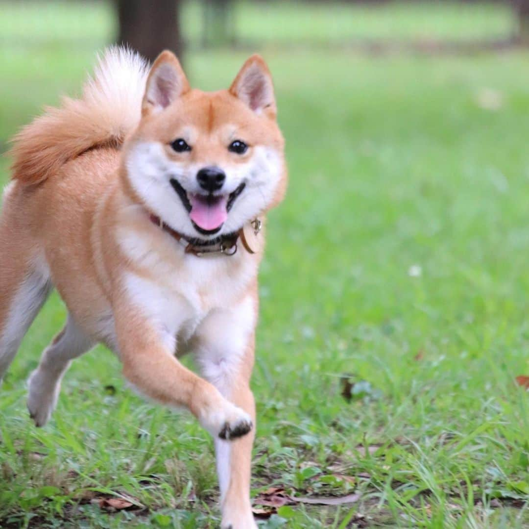 豆柴にこちゃんさんのインスタグラム写真 - (豆柴にこちゃんInstagram)「🐶入院12日目 おはよー 走るにこちゃん特集。 全部リリちゃんママ @lily0316am が撮ってくれた写真😊 . 走ってる写真撮るの難しいのに きれいに撮ってくれたよ❣️ . 早くまたこの姿が見たい✨ . ラストはワンプロ中の鈴カステラーズ。 右の目潰ししてる方がにこです💦 . #柴犬#豆柴#pecoいぬ部#犬#わんこ#犬#ここ柴部#shibainu#dog#mameshiba#pecotv#dog#いぬのきもち部#しばいぬ#しばけん#こいぬ#シバイヌ#いぬ#イヌ#赤柴#マメシバ#ペット#日本犬#子犬#puppy#doggo#pet」6月22日 9時19分 - nikochan.mame48