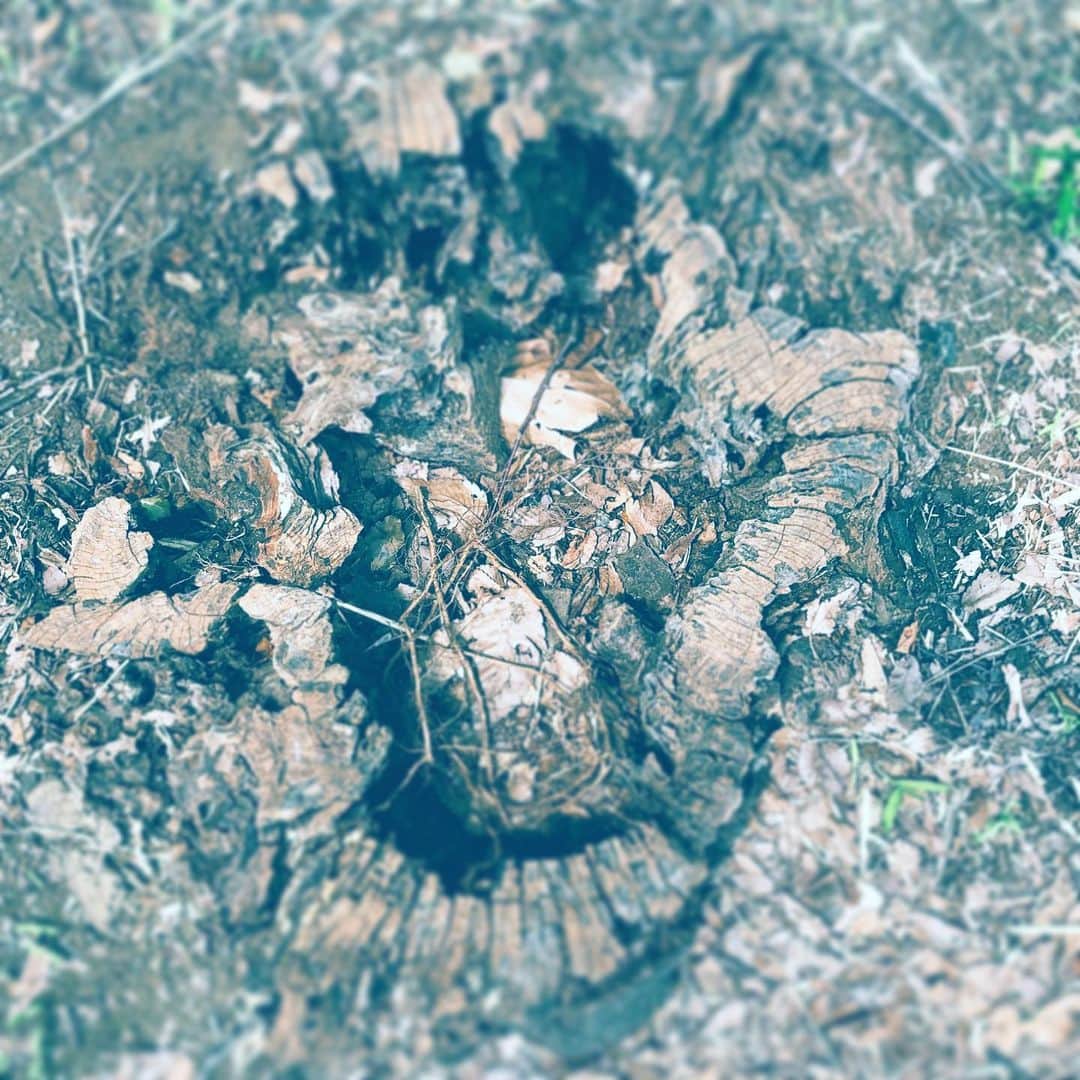 中野敬久さんのインスタグラム写真 - (中野敬久Instagram)「#切り株 #wood #alice #hole #aliceinwonderland #park」6月22日 9時18分 - hirohisanakano