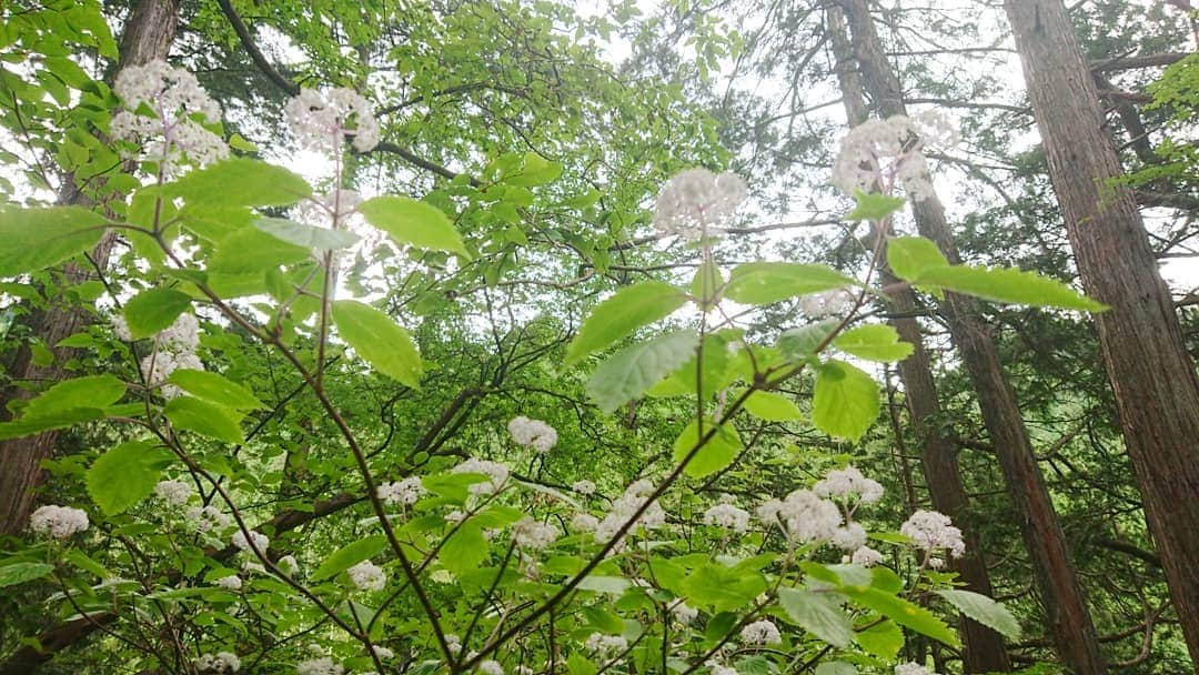 桜花さんのインスタグラム写真 - (桜花Instagram)「おはようございマウンテン🗻☀️ 本日もナイスな１日にいたしましょ✨  コアジサイ✨  とても可愛いです🌷  御岳山に沢山咲いていました🍀  #おはようございマウンテン #おはよう  #コアジサイ #goodmorning  #flower #花  #紫陽花  #山登り #御岳山  #山  #山歩き #morning  #mountain #mountains」6月22日 9時44分 - mountainohka