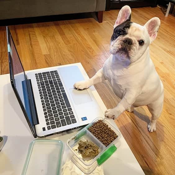 Manny The Frenchieのインスタグラム：「#takeyourdogtoworkday was pawsome! Mom works from home and she made me my own meal prep like hers! 😋 Fun day!  @halopets」