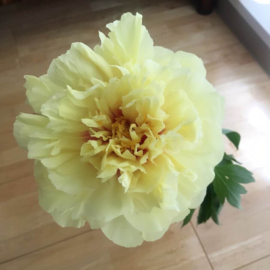 今村沙緒里のインスタグラム：「きいろの芍薬。 朝、起きたら咲いてました！ 昨日も美しかったけど＊ 珍しいきいろ、かわいい。 ステキな土曜日を🍋 ・ Beautiful Yellow！ Have a nice day🌼 ・ #flower #beautiful #chinesepeony #yellow #cute #nature #love #꽃 #집 #토요일 #花 #芍薬 #きいろ #途中も美しくてすき #わーい」