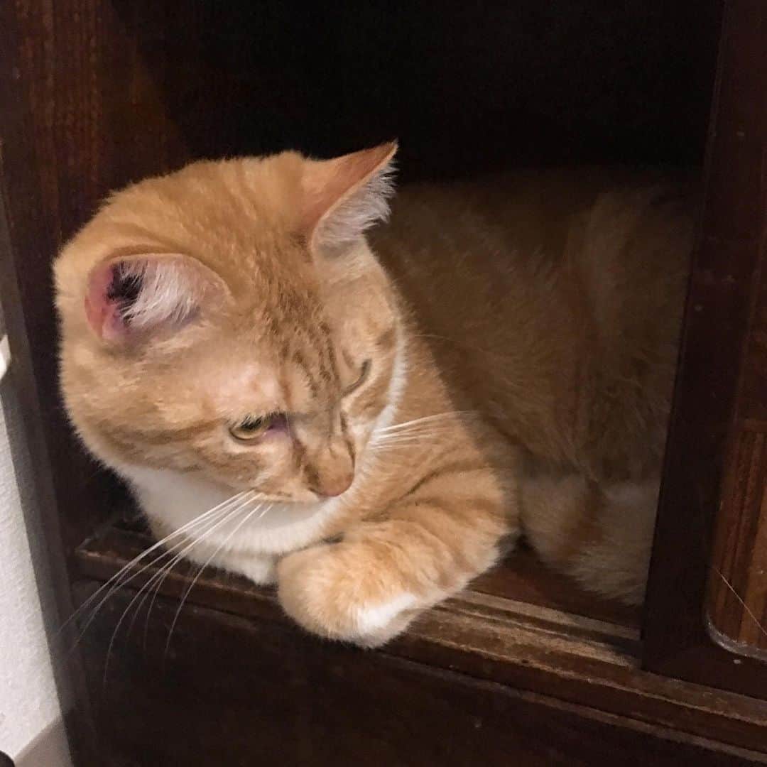 金巻ともこさんのインスタグラム写真 - (金巻ともこInstagram)「茶箪笥の中におさまるチャイ #kurohakuchai #tabby #orangetabby #cat #猫 #茶トラ」6月22日 11時59分 - tomotomoco