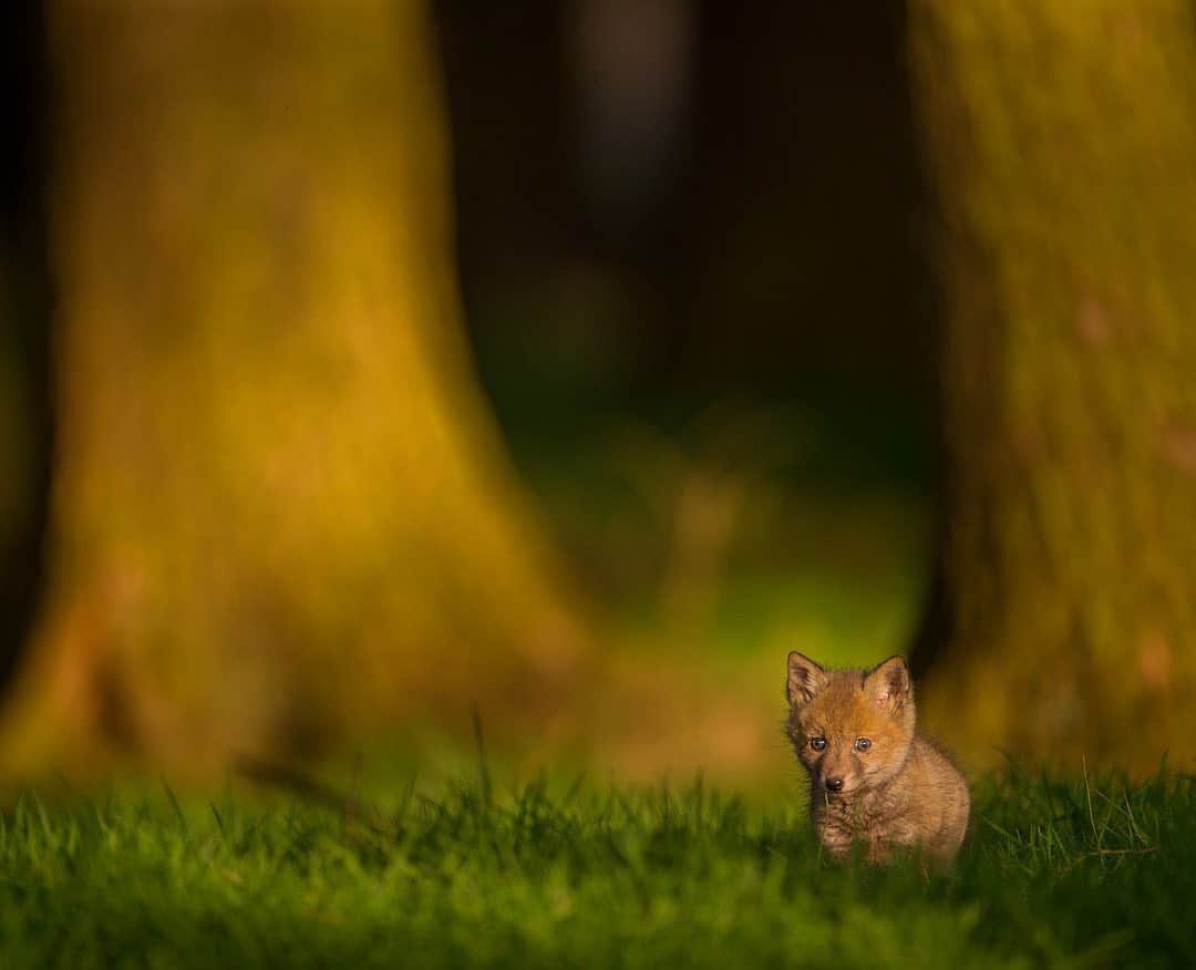 thephotosocietyさんのインスタグラム写真 - (thephotosocietyInstagram)「Photograph by @andyparkinsonphoto/@thephotosociety  Red fox cub – Last night, for the first time in about 3 weeks I finally saw my fox cubs again. They had grown significantly and whilst it’s particularly disappointing not to have been able to spend more time with them so far this year it is if nothing else a salient reminder about the challenges of working with such secretive, elusive and highly intelligent animals. I only saw two of them but I feel confident that all four are still doing well, thriving in their little quiet corner of a friendly landowners field, exploring their new world and readying for their own journey into adulthood and independence. The fox cub in this image however, captured last year, was not born into such favourable conditions and his future was a lot less certain. A mindless landowner, raised on a diet of hate, ignorance and prejudice was the ‘custodian’ of this foxes home, a landowner who would often venture into that secluded looking for things to shoot for fun. When I questioned him one day as to what his target might be he simply shrugged, the grunted response of ‘whatever I see’ typical of his particular breed of inbred thuggishness. That these kinds of people are even allowed to own such lethal force, free to be used so indiscriminately makes a mockery of the notion that the UK is a land of animal lovers. So many of us of course actually are, in this image we see only innocence, a precious life that should be protected and nurtured, to grow in freedom to adulthood and to play its vital role in the ecology of our landscape. For those who have watched puppies at play then the same applies to fox cubs, the same family, the same ancestry, the same evolutionary journey. One species however is rightly protected by law, invited into our homes as companions, friends and members of the family. Their cousins however are not so fortunate, labelled contemptuously as vermin, their lives seemingly worth nothing, their suffering ceremonialized by horse-backed perverts dressed in red. Well I saw value in your life little fox cub, I saw your beauty, your innocence and I cherish the brief moment where I was privileged to be in your company.」6月22日 12時24分 - thephotosociety