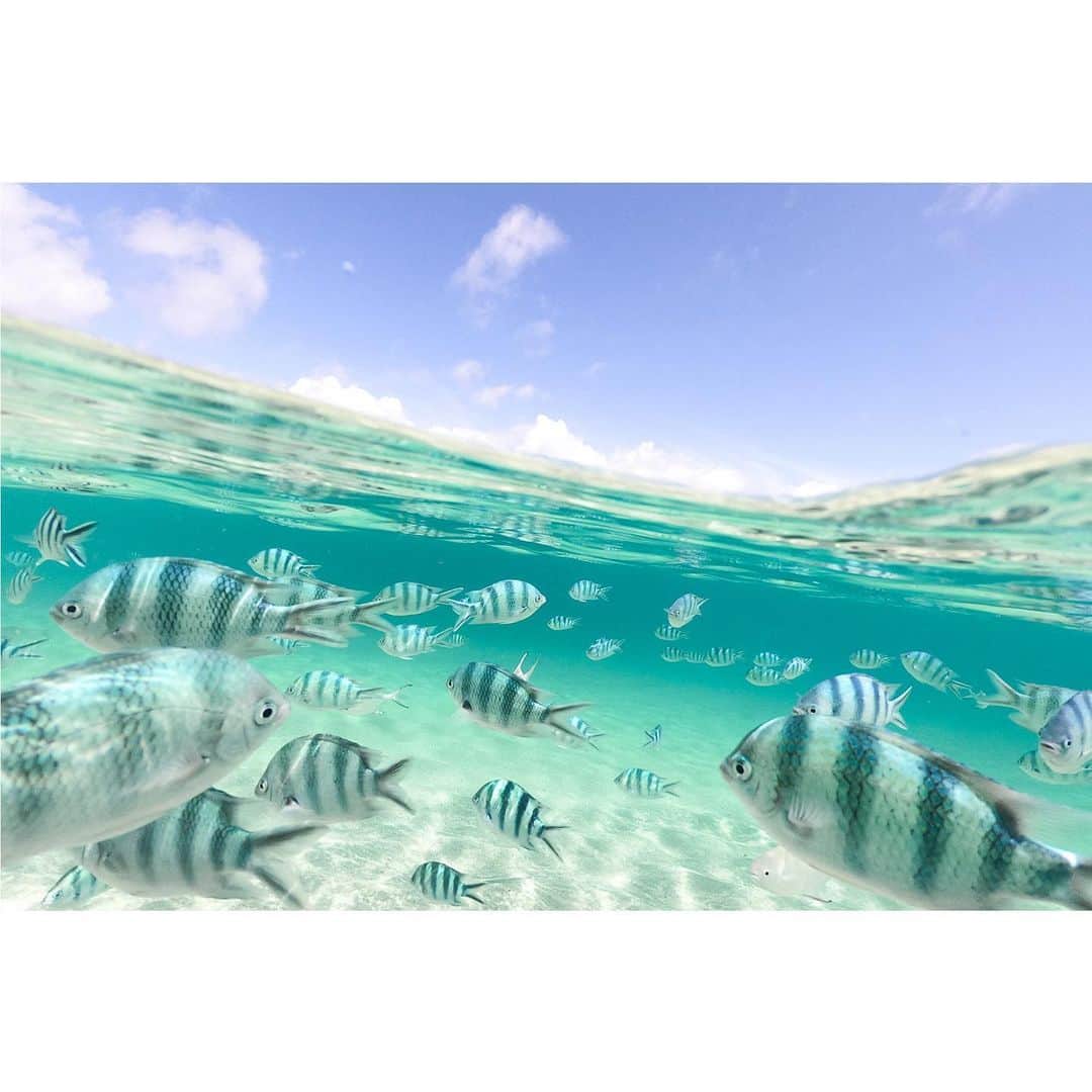 のインスタグラム：「お魚と泳げる穴場ビーチ﻿ ﻿ ﻿ ﻿ 透明度が高くて、たくさんの魚と泳げる場所﻿ ﻿ とは言っても、僕は泳げないので膝下くらいの水位の場所で写真を撮っただけです 笑﻿ ﻿ 今日は近所に仕事で行ったついでに海に入ってきたけど、今度は子どもたちを連れて行きたいな﻿ ﻿ 自分が子どもの頃は家族でアクティビティをやった記憶なんて無いような家庭だったけど、僕は子どもたちには沢山の体験をさせてあげて、時間や感動を共有したい﻿ ﻿ ﻿ ﻿ ﻿ ﻿ ﻿ ﻿ ﻿ #沖縄 ﻿#ロケーションフォト #出張撮影 #出張カメラマン #写真好きな人と繋がりたい #フォトグラファー #カメラマン #沖縄暮らし #水中写真 #水中撮影 #2拠点居住 #japan #instagram #as_archive #japan_of_insta #japan_daytime_view #instagram #instagramjapan #igers #ig_japan #vsco #vscofilter #photo_jpn #photographer #tokyocameraclub #ig_phos #photogram_archive #okinawa #okinawajapan #okinawalife」