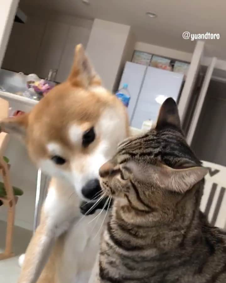 ゆうとろ（柴犬ゆうと猫のとろ）のインスタグラム