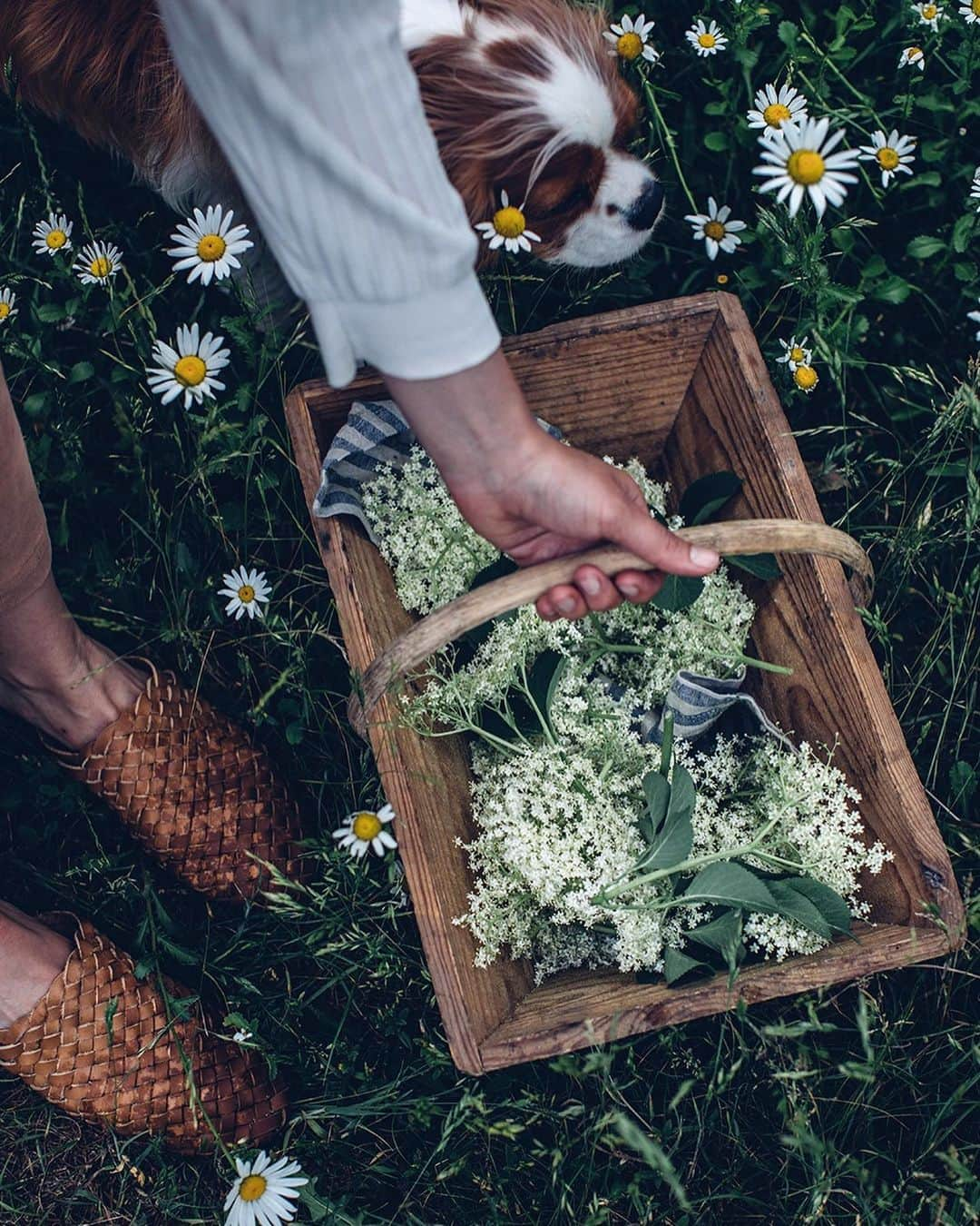 Our Food Storiesさんのインスタグラム写真 - (Our Food StoriesInstagram)「The elderflowers are in full bloom so what could be better than making some elderflower-syrup 🤗🌿Get the recipe on the blog, link is in profile. Happy Friday guys! #ourfoodstories  ____ #countrysidelife #gardeninspiration #elderflowersyrup #elderflowers #holunderblütensirup #germanfoodblogger #foodstylist #foodphotographer #gardeninspo #countrysidewalk #fellowmag #simplejoys #houseandgarden #saveurmag #momentsofmine」6月7日 20時29分 - _foodstories_