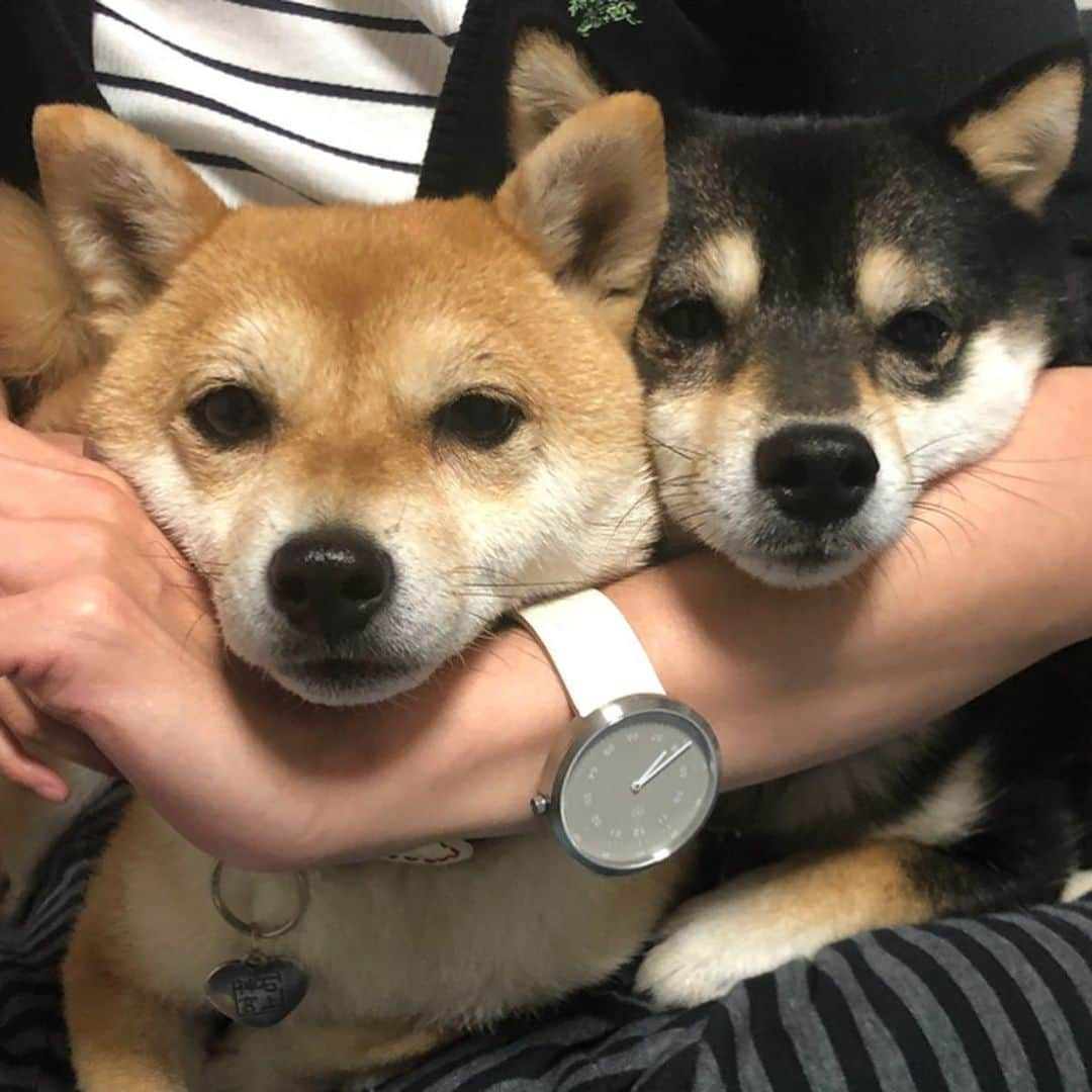 豆柴なつ&ふゆさんのインスタグラム写真 - (豆柴なつ&ふゆInstagram)「Cool wristwatch⌚︎✨ 素敵な腕時計⌚︎✨ @mavenjapan さんのです😊  クーポンコード[mam0510]で10%オフになります。  #mavenwatches  #マベン #マベンウオッチズ  #腕時計 #時計 #手元倶楽部 #柴犬#shiba #shibainu #shibastagram #shibamania #sweet #shibainumag_feature #doglove #instafollow #dogstagram #dogoftheday  #instashiba #thedailyshibainu #🐕📷 #ふわもこ部#love#theshibasociety #mameshiba  #犬#柴#proudshibas #cutepets #柴犬マニア」6月7日 20時35分 - mameshiba.natsuinu56