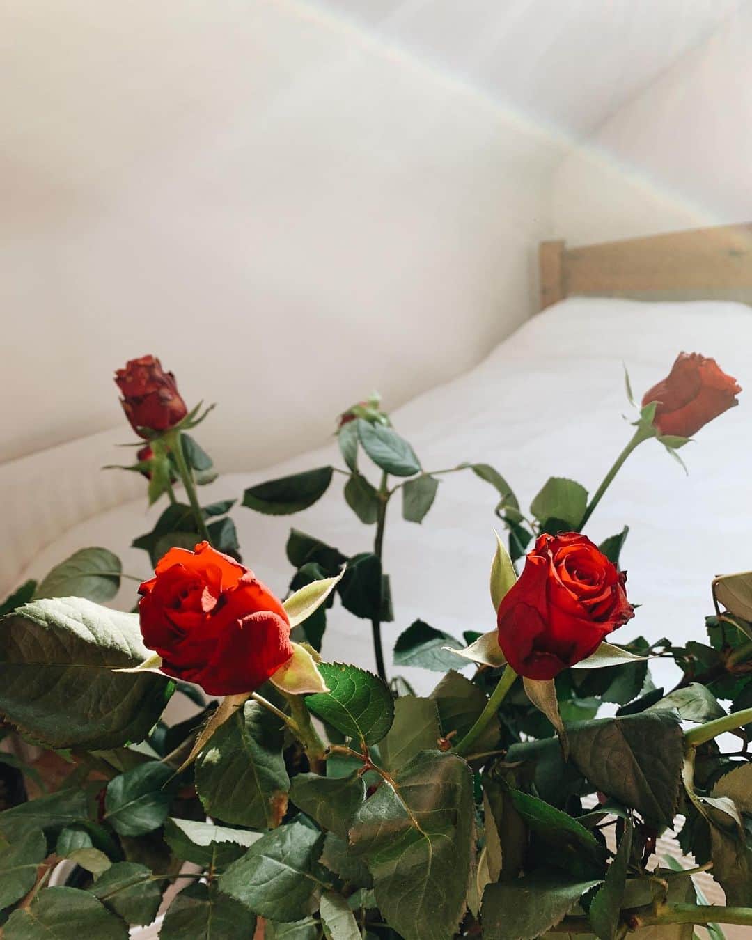 Amelia Zadroのインスタグラム：「I welcome you  All of you  All of your faces The sad, the lonely, the ugly, the wild, The strong, the bright, the free, the joyous, You are all welcome here You are all equally lovable I only love you more, the more honestly you show yourself, The more honestly we show ourselves and we see each other, The more connected we feel, The more naturally at peace, at home, fulfilled and free we become or We realise we already are Here, now, Everywhere Always 🌹」