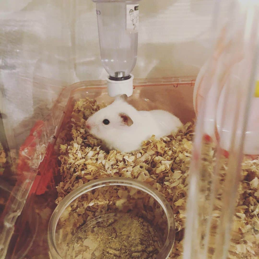 小泉ひなたのインスタグラム：「うちのハムです🐹 #はむすたぐらむ」