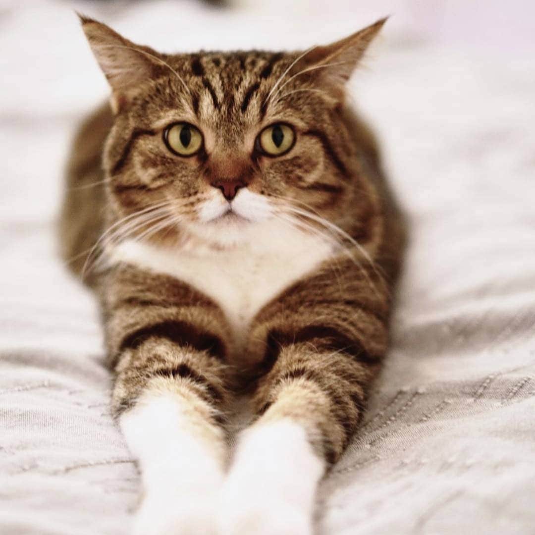 CatStockerさんのインスタグラム写真 - (CatStockerInstagram)「Hello! #catstocker is here!  Follow our FURRriend @chucky_cat  Scroll right for more pictures 👉 . . . . .  #cat #neko #mačka #chat #котка #kotek #kot #кіт #mače #кошка #кот #katze #gato #gatto #kissa #子猫 #猫 #고양이 #貓 #kedi #köttur #kissanpentu #חתול #кішка #子猫 #kittens #小猫 #kätzchen #котята」6月7日 21時05分 - catstocker