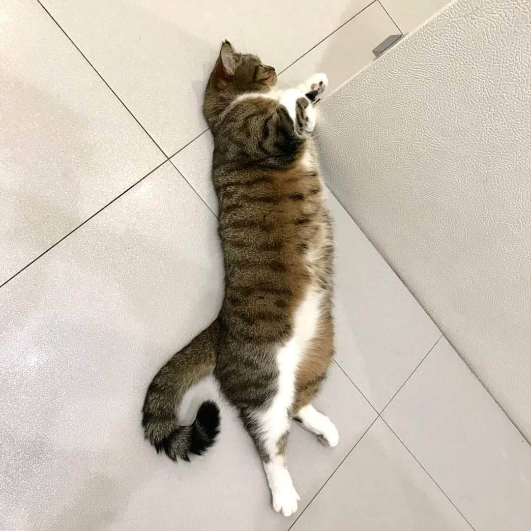 CatStockerさんのインスタグラム写真 - (CatStockerInstagram)「Hello! #catstocker is here!  Follow our FURRriend @chucky_cat  Scroll right for more pictures 👉 . . . . .  #cat #neko #mačka #chat #котка #kotek #kot #кіт #mače #кошка #кот #katze #gato #gatto #kissa #子猫 #猫 #고양이 #貓 #kedi #köttur #kissanpentu #חתול #кішка #子猫 #kittens #小猫 #kätzchen #котята」6月7日 21時05分 - catstocker