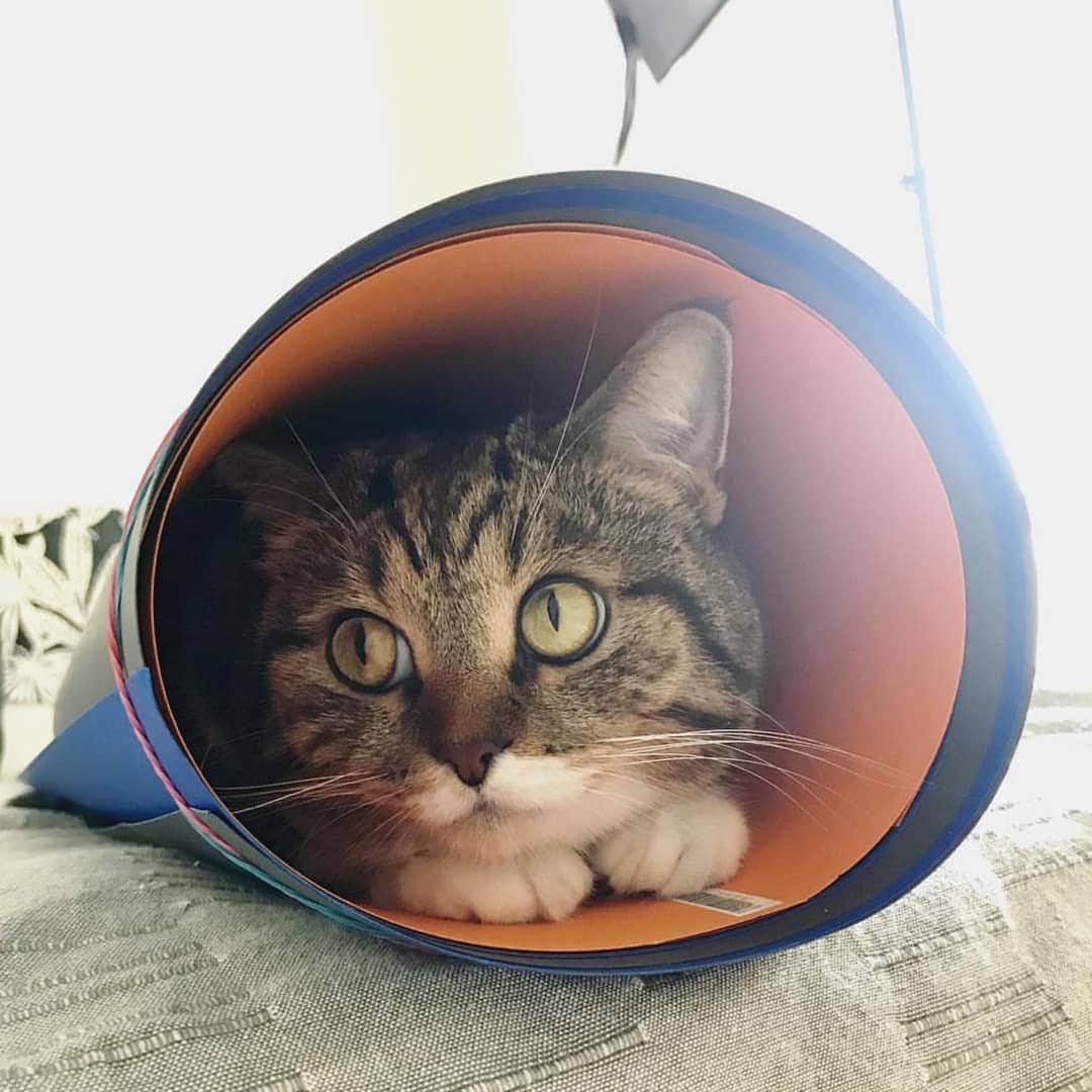 CatStockerさんのインスタグラム写真 - (CatStockerInstagram)「Hello! #catstocker is here!  Follow our FURRriend @chucky_cat  Scroll right for more pictures 👉 . . . . .  #cat #neko #mačka #chat #котка #kotek #kot #кіт #mače #кошка #кот #katze #gato #gatto #kissa #子猫 #猫 #고양이 #貓 #kedi #köttur #kissanpentu #חתול #кішка #子猫 #kittens #小猫 #kätzchen #котята」6月7日 21時05分 - catstocker