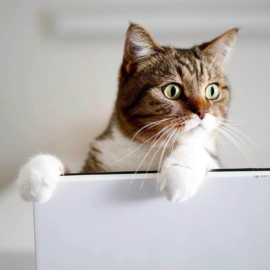 CatStockerのインスタグラム：「Hello! #catstocker is here!  Follow our FURRriend @chucky_cat  Scroll right for more pictures 👉 . . . . .  #cat #neko #mačka #chat #котка #kotek #kot #кіт #mače #кошка #кот #katze #gato #gatto #kissa #子猫 #猫 #고양이 #貓 #kedi #köttur #kissanpentu #חתול #кішка #子猫 #kittens #小猫 #kätzchen #котята」