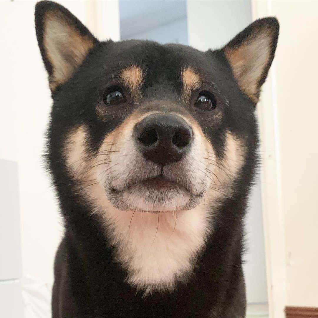 のインスタグラム：「Look at his tiny fluffy new hair along his neck and face 🤣🥰🐾 🐾 🐾 #Keaton #🐶 #shiba #shibainu #dog #柴犬 #黒柴 #子犬 #shibalovers #shibaholics #dogoftheday #dogslife #weeklyfluff  #dogstagram  #dogscorner #shibapuppy #puppiesofinstagram」