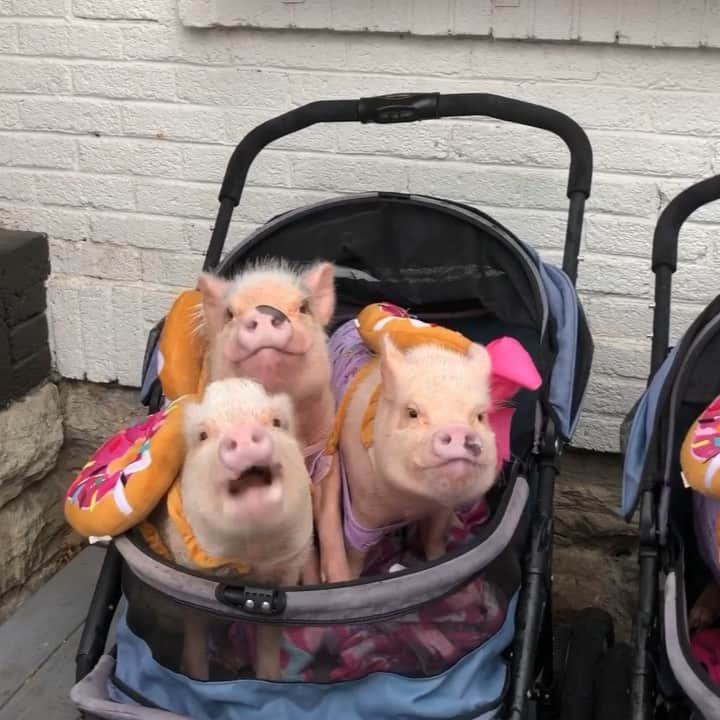 のインスタグラム：「When five piggy donuts go to Five Daughter’s Bakery...Happy National Donut Day everyone. ThOINKs to @five_daughters_bakery for having us. Your vegan donuts are PIGTASTIC! And thOINKs to everyone who came out to see us pig out on donuts in the rain. We are loving Nashville!🐷🍩#fivedaughtersbakery #nationaldonutday #fivepigs #fivedaughters #nashville #PiggyPenn #PoseyandPink #PrissyandPop」