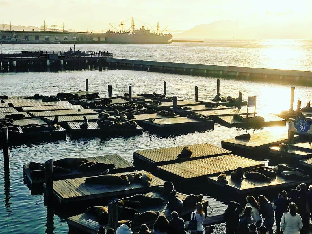 RyosukeTakenakaのインスタグラム：「大群だ、、 日向ぼっこ中のよう☀️ They were so cute.. . #sanfrancisco ＃america＃pier#sea#bay#study#留学＃アメリカ＃海外」