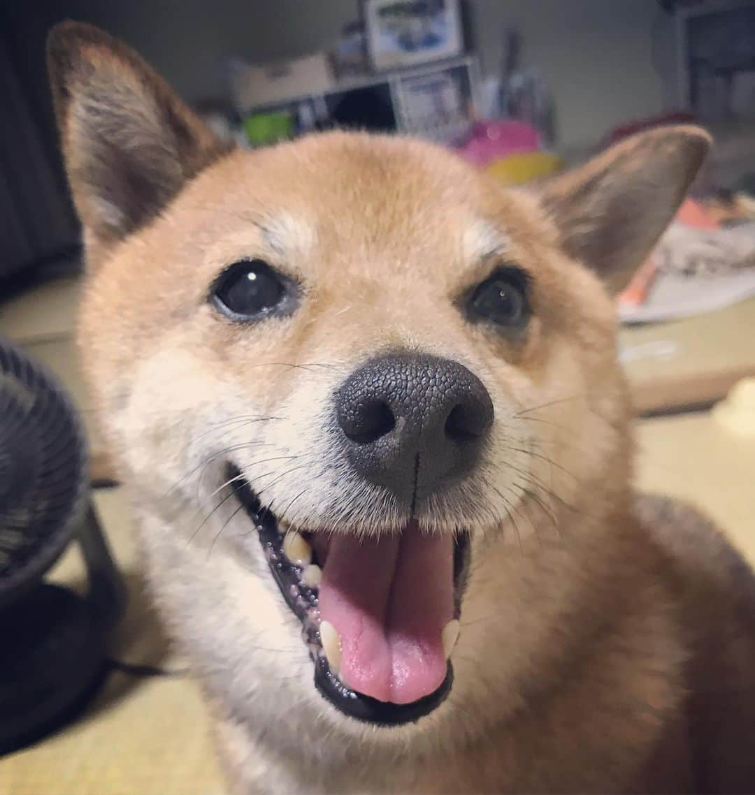 柴犬はなこ Shibainu Hanakoさんのインスタグラム写真 - (柴犬はなこ Shibainu HanakoInstagram)「暑くなると笑顔😍✨🐶 #shiba #dog #shibainu #いぬ #犬 #柴犬」6月7日 22時11分 - kiki_beee