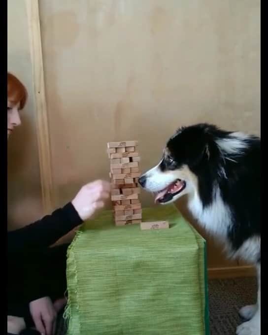 husky and malamuteのインスタグラム：「He is sooo clever.👍🏻👍🏻👍🏻」