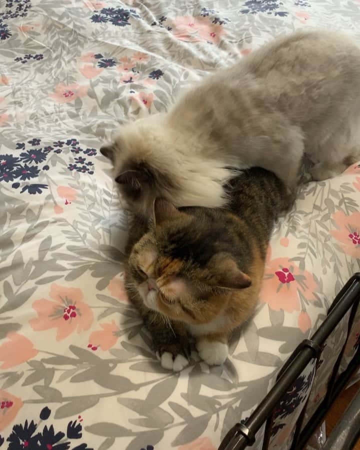 Tinaのインスタグラム：「The drama 🤦🏻‍♀️😹」
