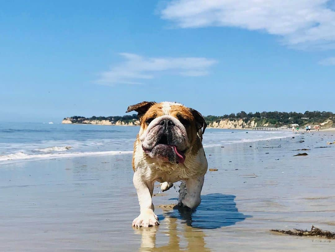 ルイス・ハミルトンさんのインスタグラム写真 - (ルイス・ハミルトンInstagram)「Incase you didn’t know about my two kids. This is Roscoe and Coco @roscoelovescoco. Coco is living the life by the beach in Malibu currently with her girls and is super happy as she loves the sea. Roscoe is in the UK with grandma enjoying the sun. To be reunited soon. #bestdogever」6月7日 23時00分 - lewishamilton