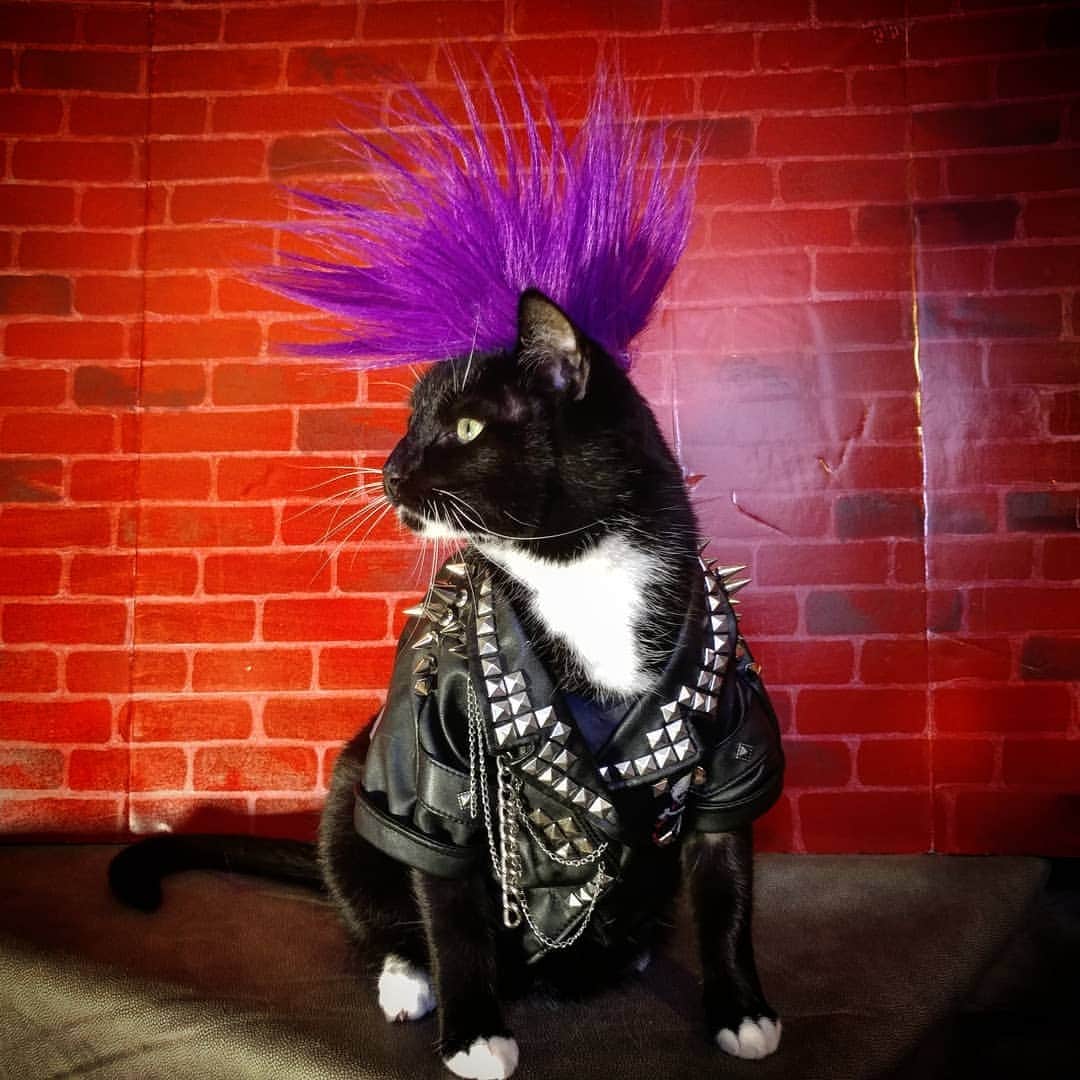 猫コスプレさんのインスタグラム写真 - (猫コスプレInstagram)「#Mood  #Punk #PunkCat . . . . . . . . . . #catcostume #catclothes #petcostumes #petclothing #punklove #punkstyle #style #CatCosplay #mohawk #fridayfeeling #tgif #cat #cats #BestCat」6月7日 23時00分 - cat_cosplay