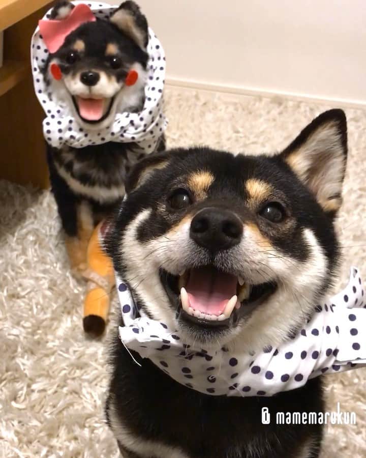 まめ丸のインスタグラム：「* * 【 金曜日の #居酒屋まめ丸 🐶🍺】 * 今週もおつかれさま🐶💓 梅雨入りしたね☔️ 雨の日はほっかむりサービスやってるよ❣️ #ほっかむりの方1杯無料 --------------------------------- このあとこの生ハムが行方不明に❗️ 生ハム失踪事件をブログにかいたよ🐶📖 * 【Taverna“MAMEMARU”🐶🍺】 TGIF🐶🍺💓 --------------------------------- I updated my blog🐶💓 The URL is in my profile. Please visit it if you have time❣️ * #双子くんまた女装してる #ハマっちゃったかな #まめ丸双子店長 * #柴犬#豆柴#柴#黒柴#犬#ふわもこ部#shiba#shibainu#shibastagram#shibadog#shibapuppy#puppy#instadog#dogstagram#dog#instashiba#petstagram#pet#cute#cutedog#강아지#멍스타그램#weeklyfluff#dailyfluff#worldofcutepets」