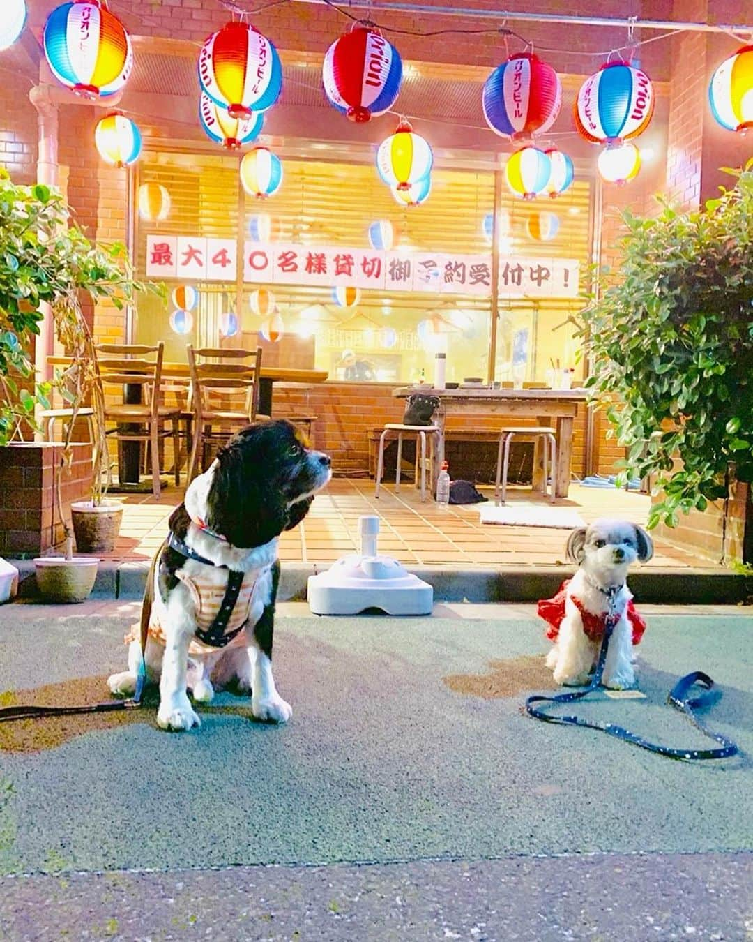 福野来夢さんのインスタグラム写真 - (福野来夢Instagram)「沖縄から帰って来たばかりの🐶わん友と沖縄料理♡ こないだゴーヤを克服した私。 まだたくさんは食べれなかった笑 そして飼い主の言う事を全く聞かないわんこ達の写真は相変わらず全然うまく撮れません、、 でも目的の入籍祝いをやーっと渡せました(*^^*)♡ . #チワワ #マルチーズ #ミックス #チワマル #ぺろ #キャバリア #ミッキー #犬との生活 #いぬすたぐらむ #わんこ同伴可 #沖縄料理  #海ぶどうは永遠に食べていられる  #プレゼントのラッピングはママにお任せ #いつまでもお幸せにね #本当におめでとう #結婚ラッシュがとまらない」6月7日 23時09分 - rappy217