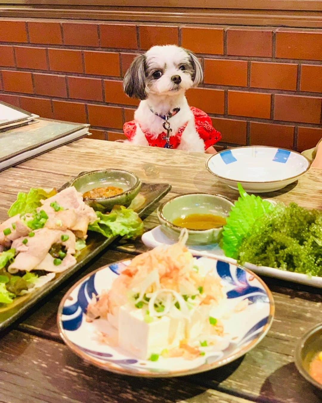 福野来夢さんのインスタグラム写真 - (福野来夢Instagram)「沖縄から帰って来たばかりの🐶わん友と沖縄料理♡ こないだゴーヤを克服した私。 まだたくさんは食べれなかった笑 そして飼い主の言う事を全く聞かないわんこ達の写真は相変わらず全然うまく撮れません、、 でも目的の入籍祝いをやーっと渡せました(*^^*)♡ . #チワワ #マルチーズ #ミックス #チワマル #ぺろ #キャバリア #ミッキー #犬との生活 #いぬすたぐらむ #わんこ同伴可 #沖縄料理  #海ぶどうは永遠に食べていられる  #プレゼントのラッピングはママにお任せ #いつまでもお幸せにね #本当におめでとう #結婚ラッシュがとまらない」6月7日 23時09分 - rappy217