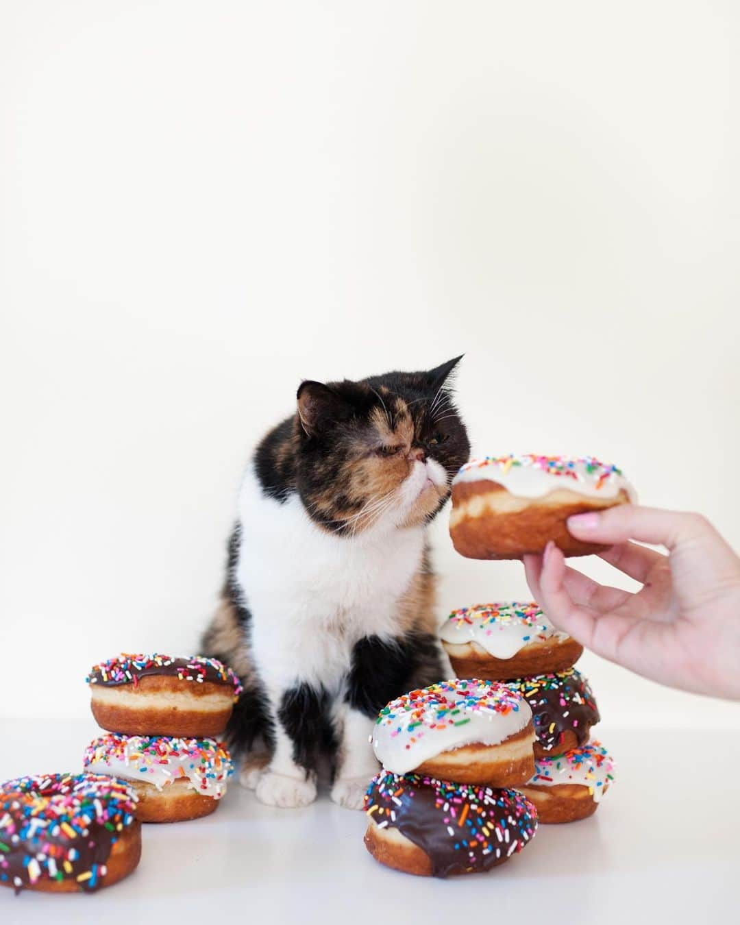 Pudgeさんのインスタグラム写真 - (PudgeInstagram)「Happy #NationalDonutDay from Donut Queen P! 👑🍩」6月7日 23時23分 - pudgethecat