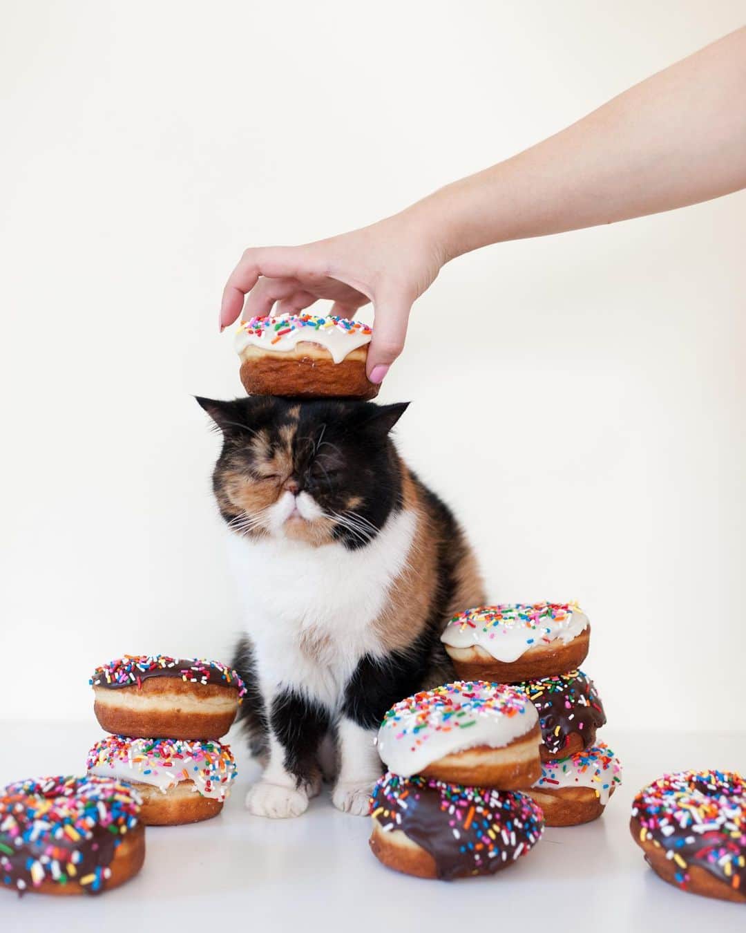 Pudgeさんのインスタグラム写真 - (PudgeInstagram)「Happy #NationalDonutDay from Donut Queen P! 👑🍩」6月7日 23時23分 - pudgethecat