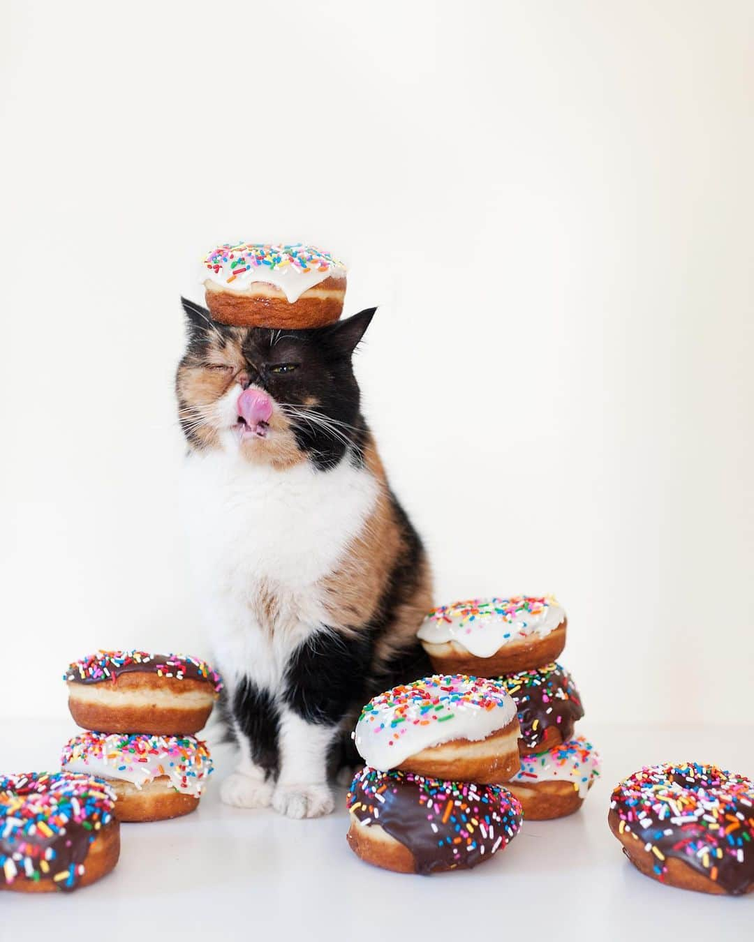 Pudgeさんのインスタグラム写真 - (PudgeInstagram)「Happy #NationalDonutDay from Donut Queen P! 👑🍩」6月7日 23時23分 - pudgethecat