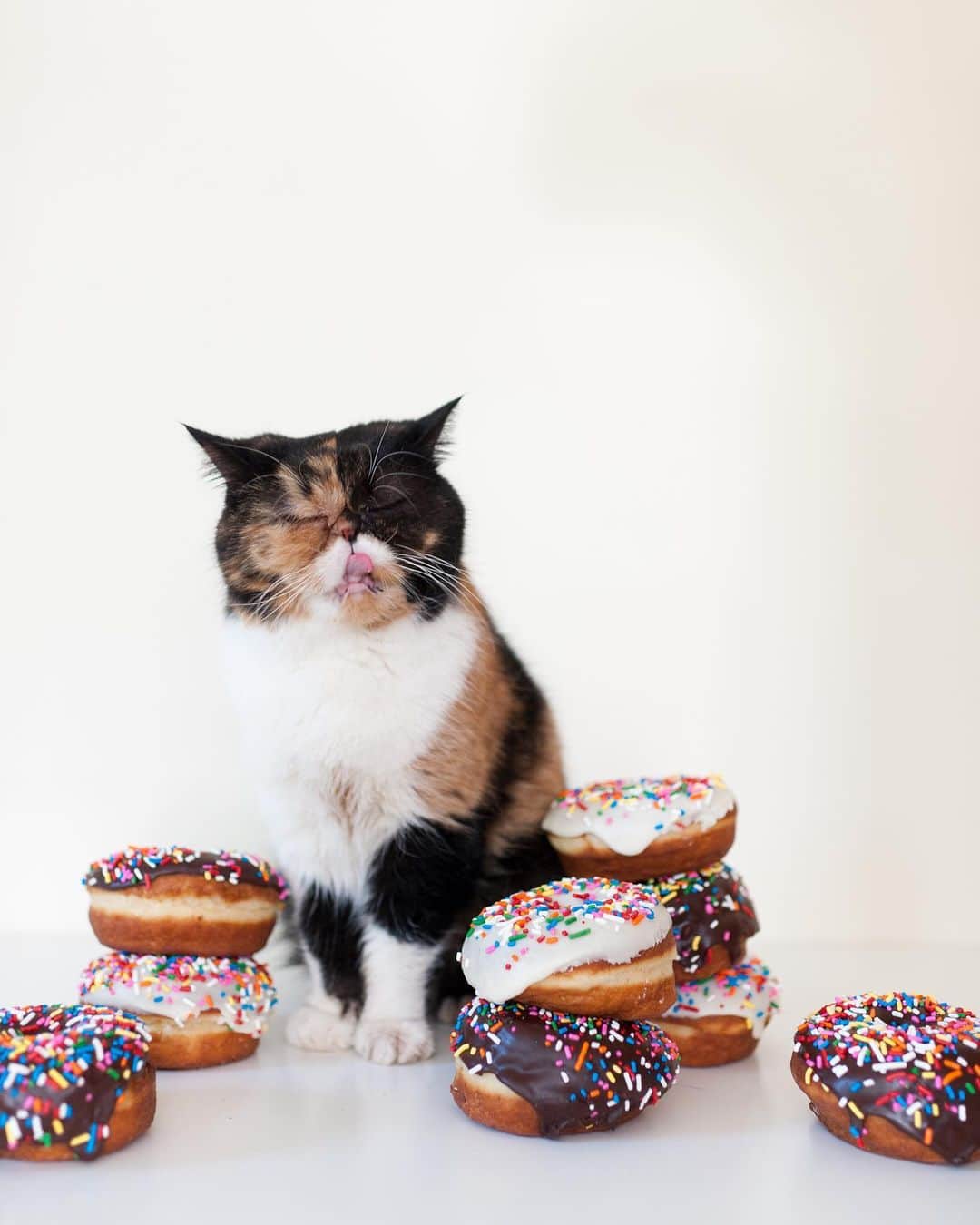 Pudgeさんのインスタグラム写真 - (PudgeInstagram)「Happy #NationalDonutDay from Donut Queen P! 👑🍩」6月7日 23時23分 - pudgethecat