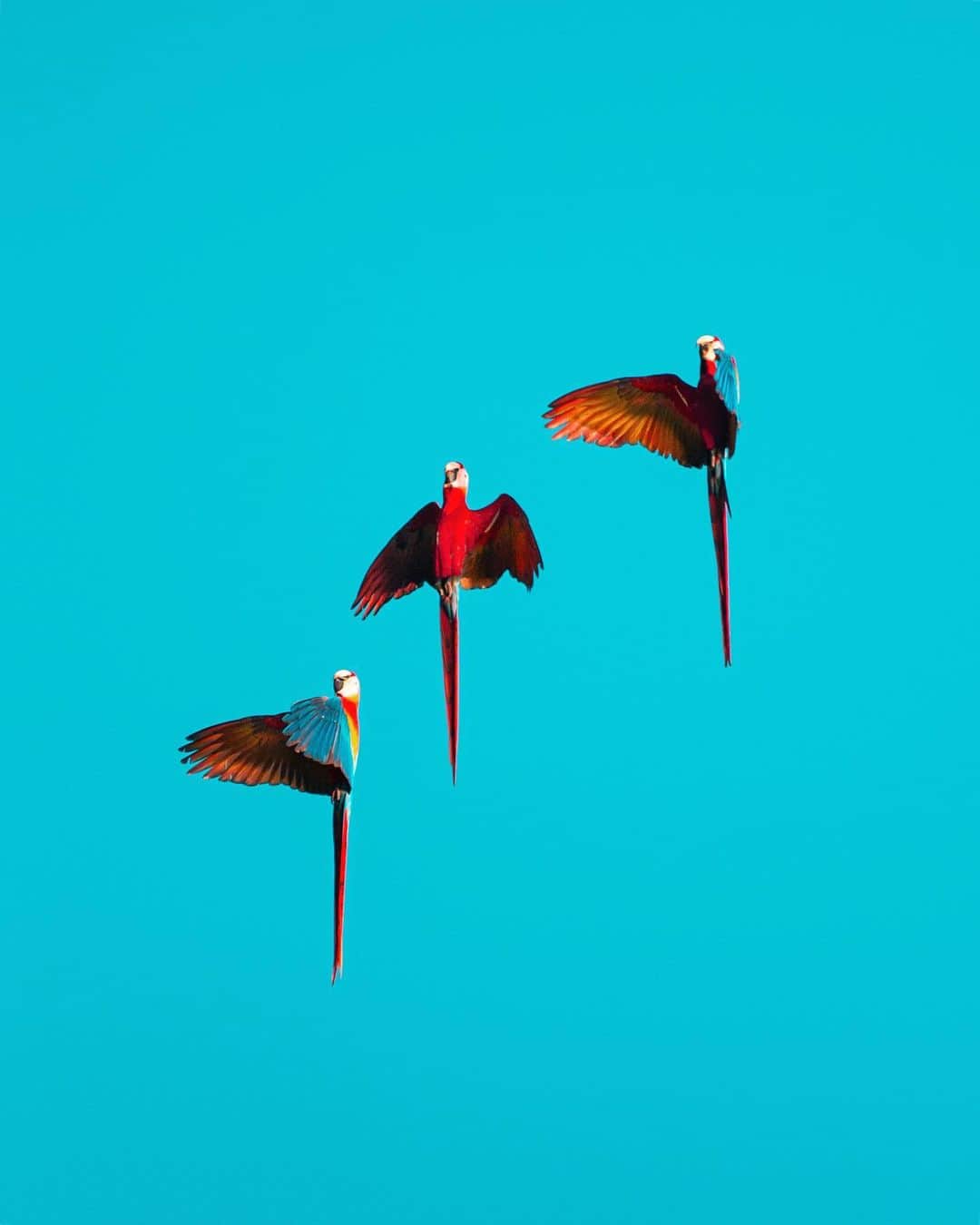 リリー＝ローズ・メロディのインスタグラム：「#🕊🕊🕊 ( couldn’t find any Scarlet Macaw emoji ! )」