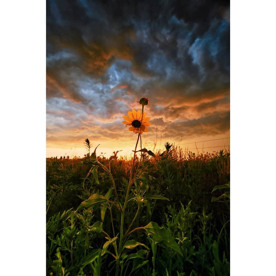 National Geographic Creativeさんのインスタグラム写真 - (National Geographic CreativeInstagram)「What's your favorite photo? Check out what caught our eye in this week's selection of #WhatWeLiked from the Image Collection editors | #Sunset by @susanseubert | #Lion by @schmid_chris | #Mandrill by @joelsartore | #StormClouds by @ladzinski」6月7日 23時38分 - natgeointhefield