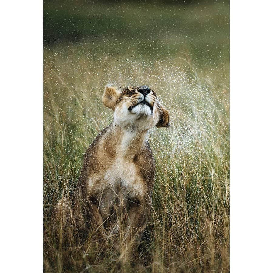 National Geographic Creativeさんのインスタグラム写真 - (National Geographic CreativeInstagram)「What's your favorite photo? Check out what caught our eye in this week's selection of #WhatWeLiked from the Image Collection editors | #Sunset by @susanseubert | #Lion by @schmid_chris | #Mandrill by @joelsartore | #StormClouds by @ladzinski」6月7日 23時38分 - natgeointhefield